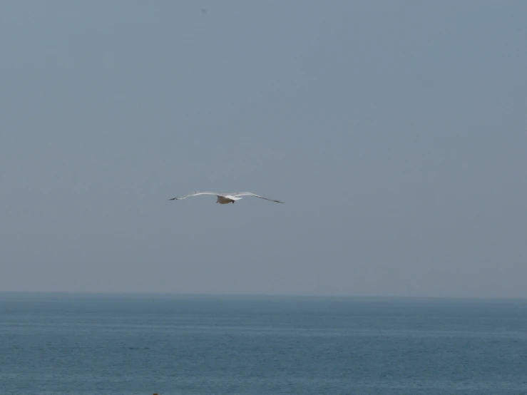 white bird flying over the ocean on an empty day