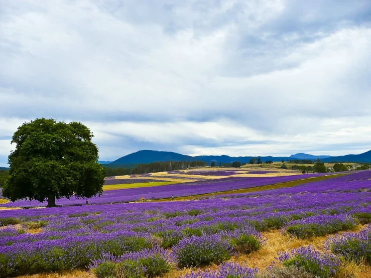 large field of flowers and a lone tree