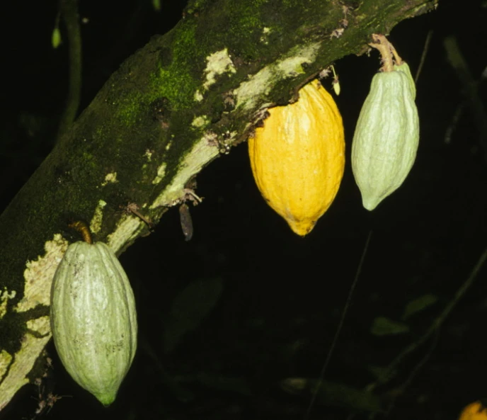 a couple of yellow fruit hanging from a tree