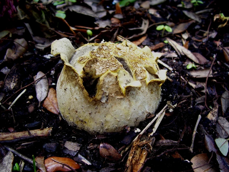 this is an image of a mushroom in the ground