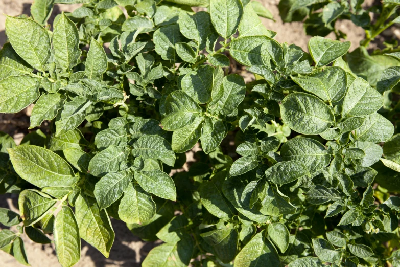 leaves growing on a plant outdoors on the ground