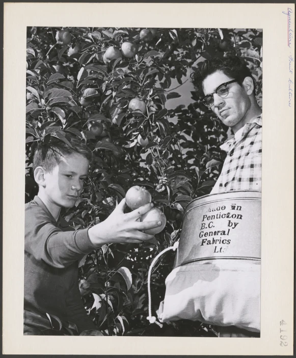 an image of two men picking fruit from a tree