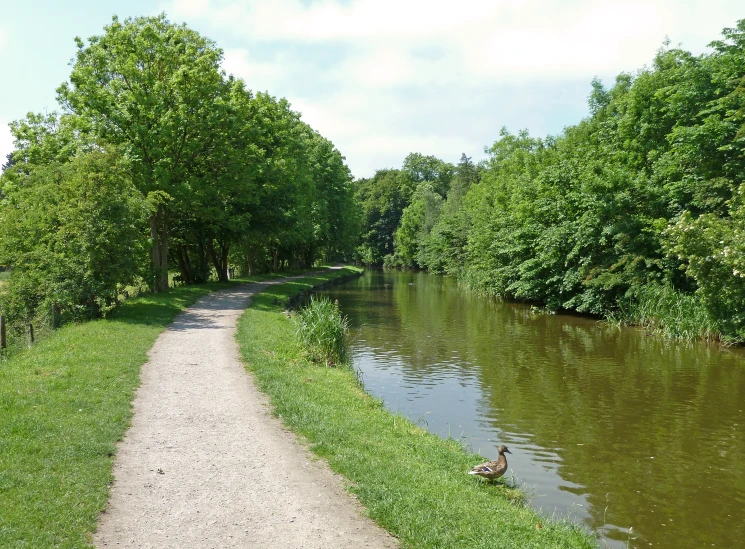 two ducks sitting on the bank of a river