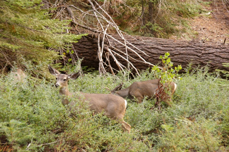 two deer are in tall grass near trees