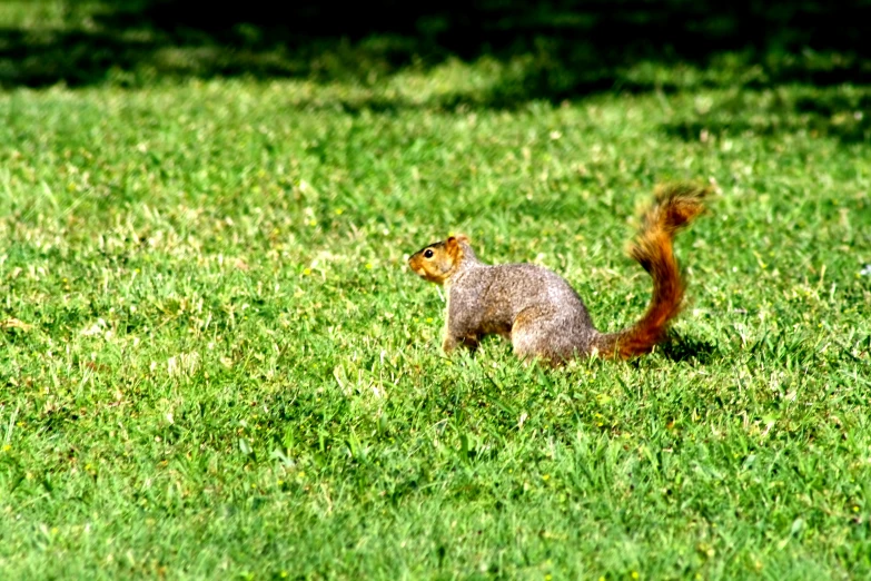 an adorable squirrel sitting in the middle of the grass