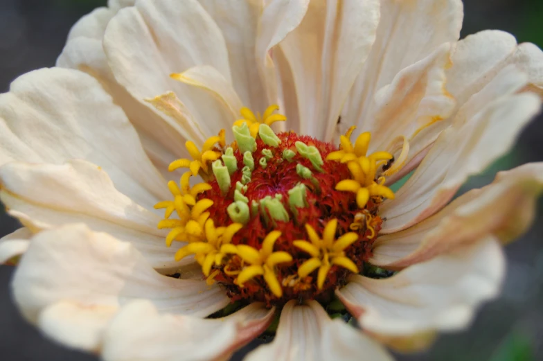 a yellow flower with green stamens on it