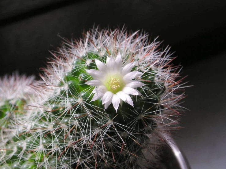 a potted white plant sits in the center of the room