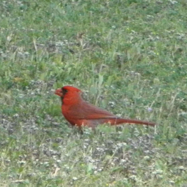 a red cardinal sits in a grassy area