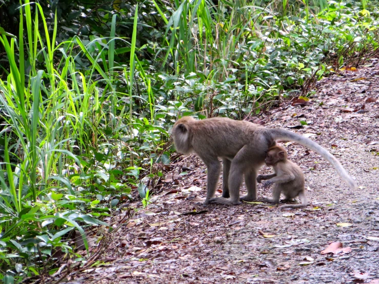 the monkey has her baby on it's back