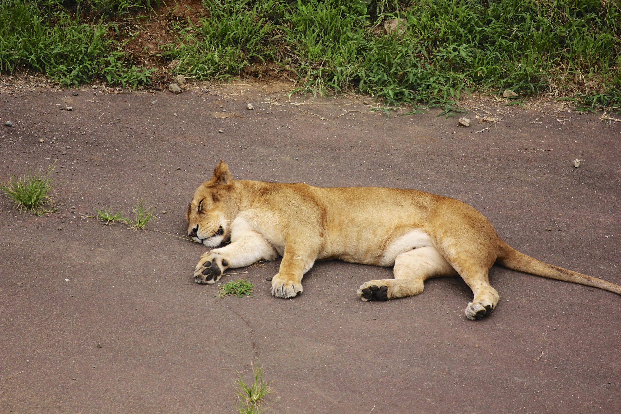 an adorable young dog lying in the dirt