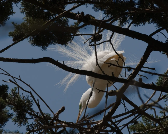 a large white bird sitting in a tree