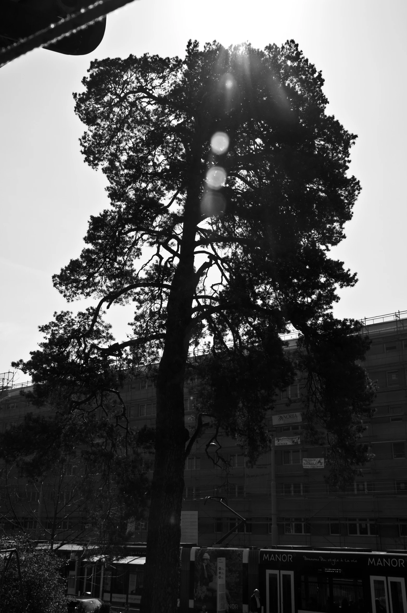 the large tree outside the building is near the sun