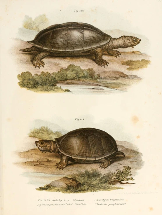 two turtles from the natural history of animals