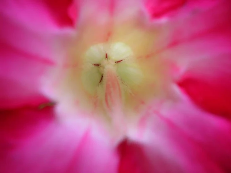 the center of a pink flower on display