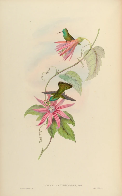 a painting of a hummingbird sitting on the flower