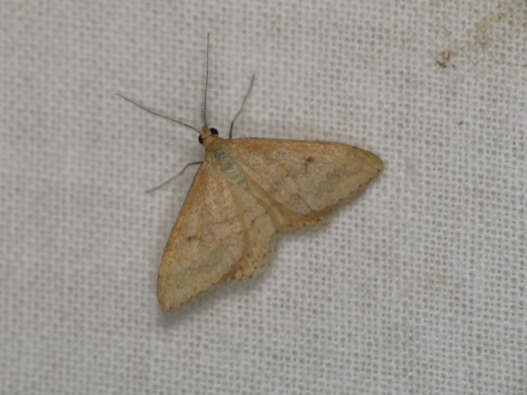 the brown moth is standing on the white cloth