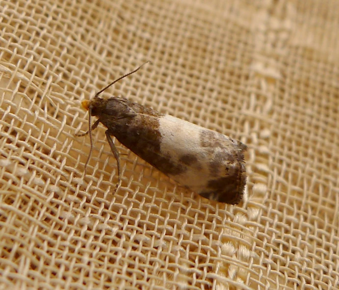 a brown and white insect on fabric with only one earwig