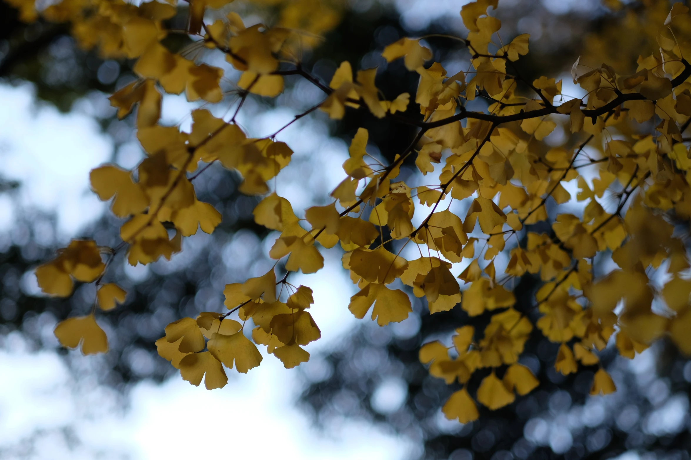 some yellow leaves hanging from a tree with blue sky in the background