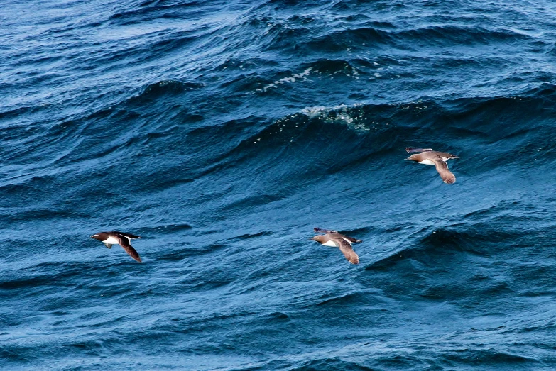 three birds fly above the water near one another