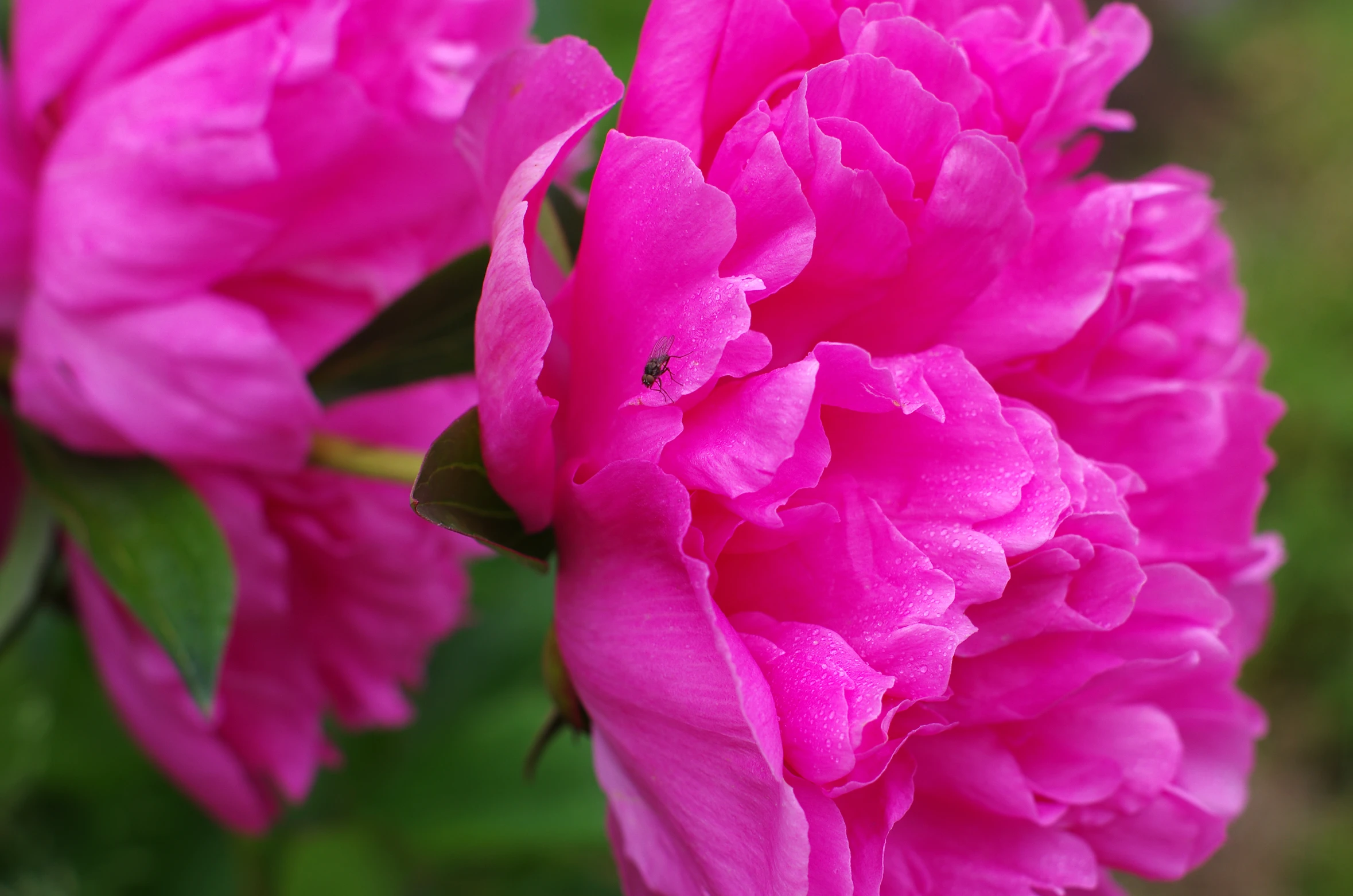 the beautiful pink flowers of a plant in a garden