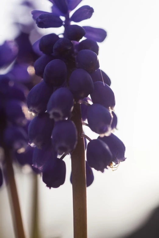 a bunch of purple flowers that are on top of a plant