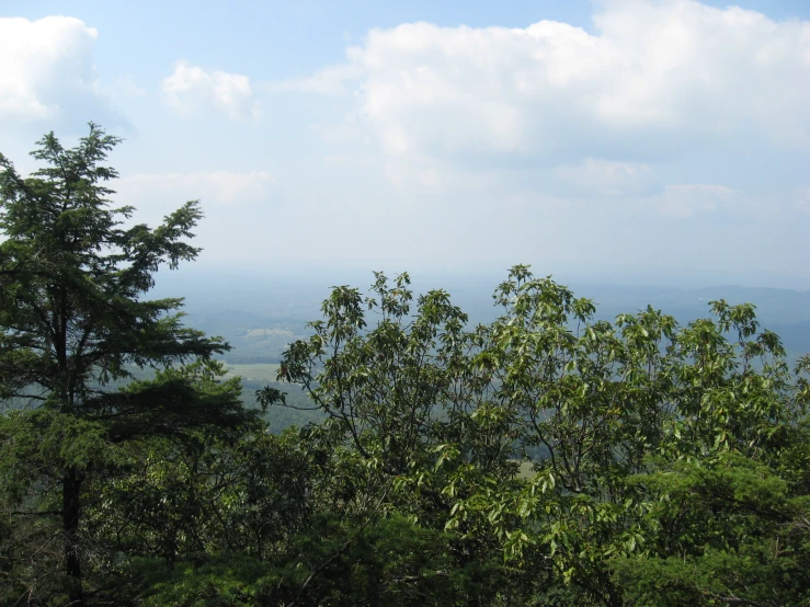 the trees are on the hill above the valley