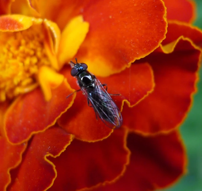 a fly is in mid air on a red and yellow flower