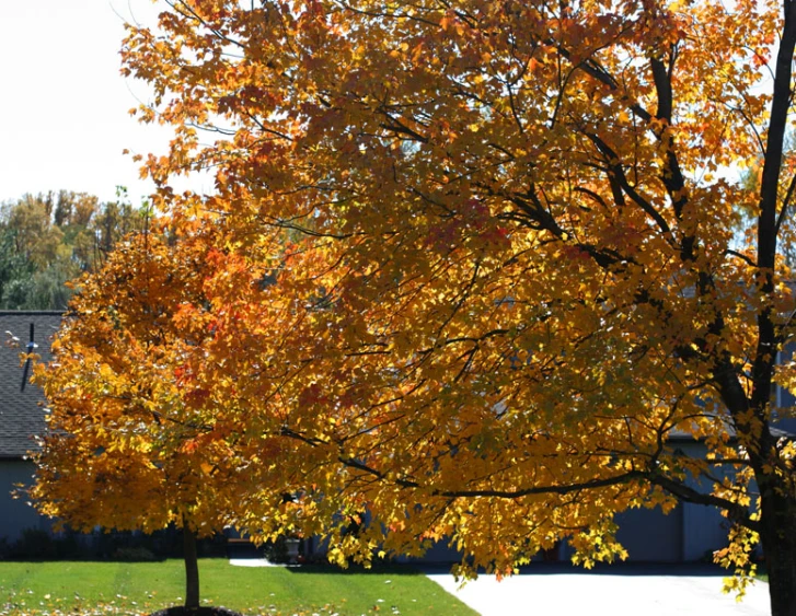 a tree in the yard during autumn next to the house