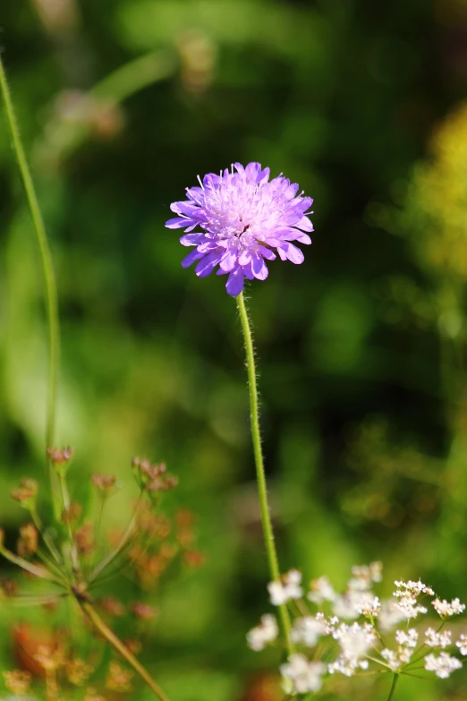 a purple flower sits on the green plant