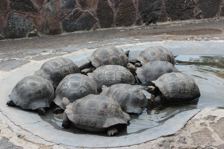 eight turtles, one of them having a drink of water