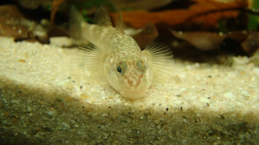 small fish with black eyes sitting in water