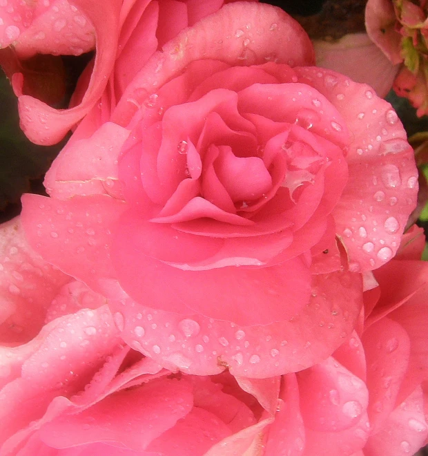 close up of a pink flower with drops of water