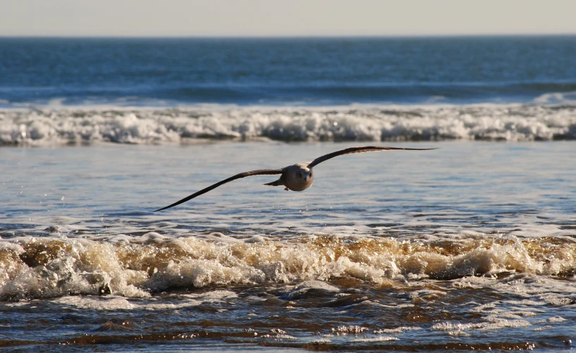 a bird flying over water with waves coming up behind it