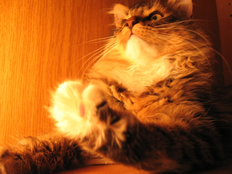 cat stretched out on shelf next to door staring at viewer