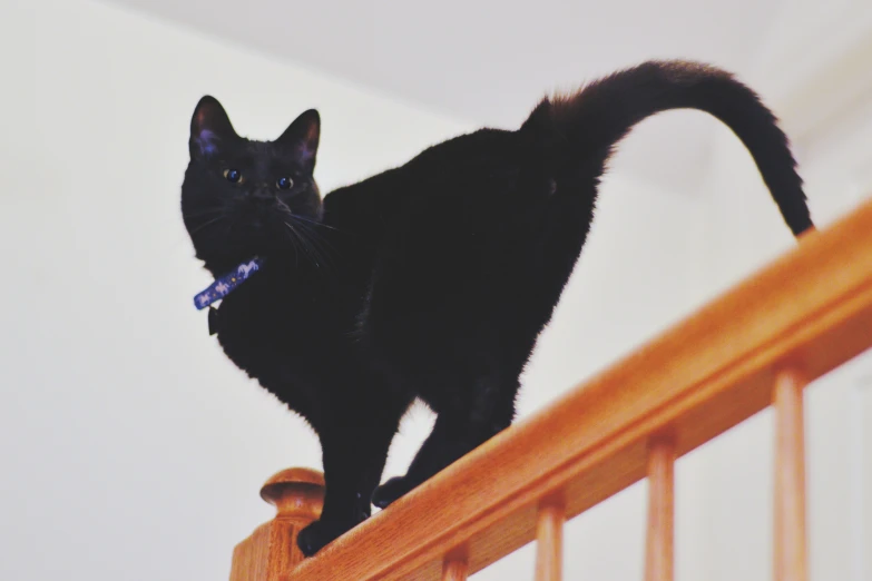 the black cat stands on the railing of the wooden handrail