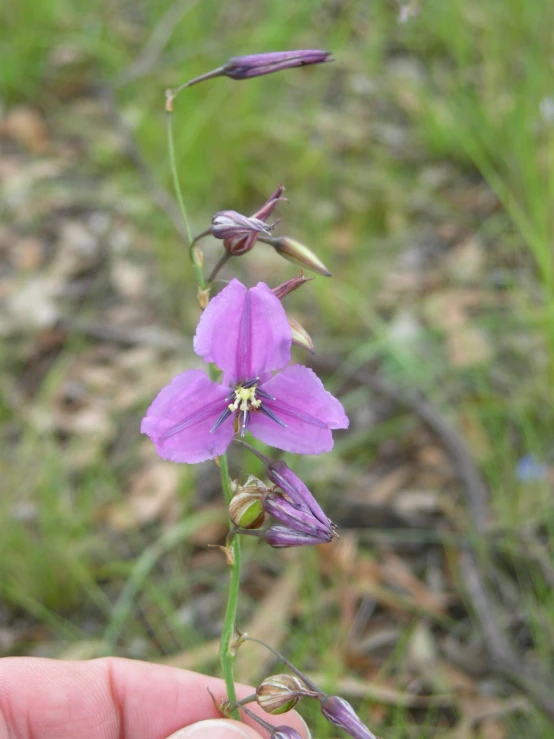 a close up of a hand holding a small purple flower