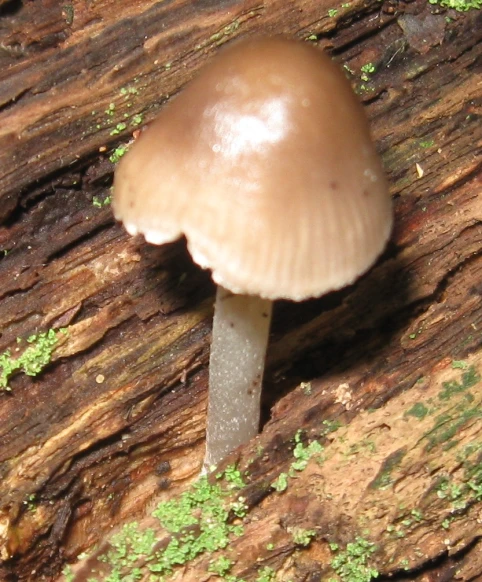 an unusual looking mushroom on a piece of wood