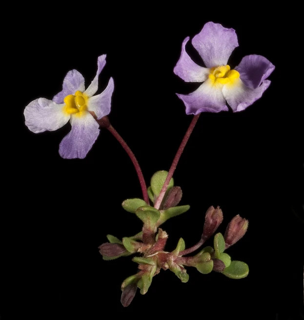 three flowers with dark background in a small flower pot