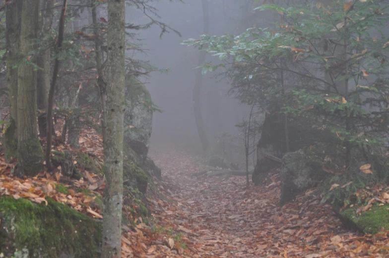 an image of a foggy trail in the woods