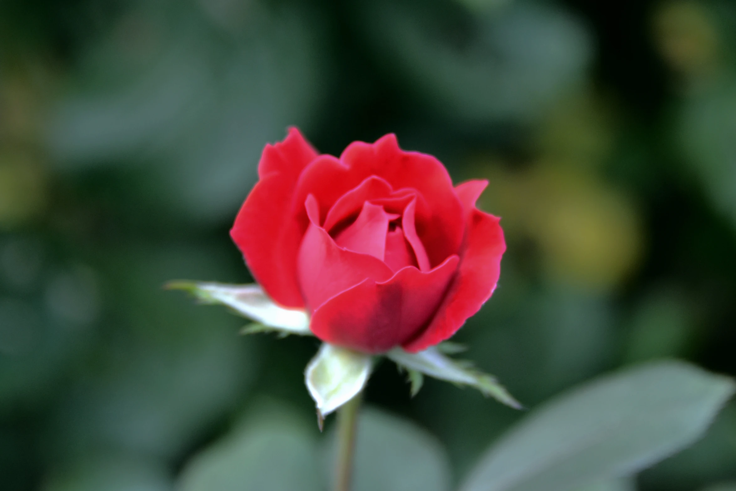 a rose flower with leaves in the background