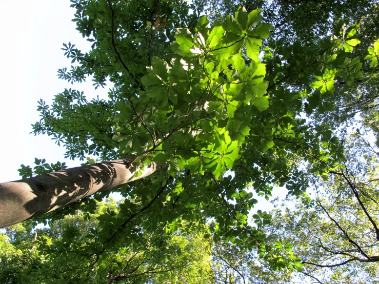 a person reaching up into the tree to reach soing