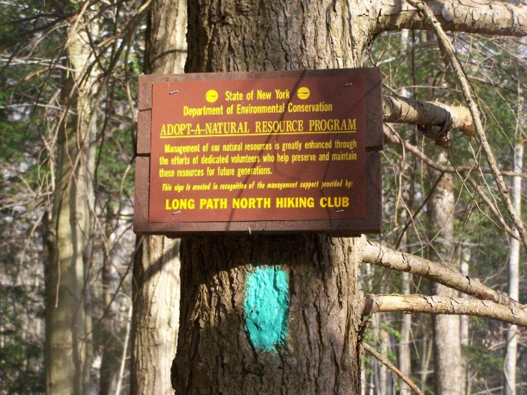 a sign in the shape of a tree in a forest