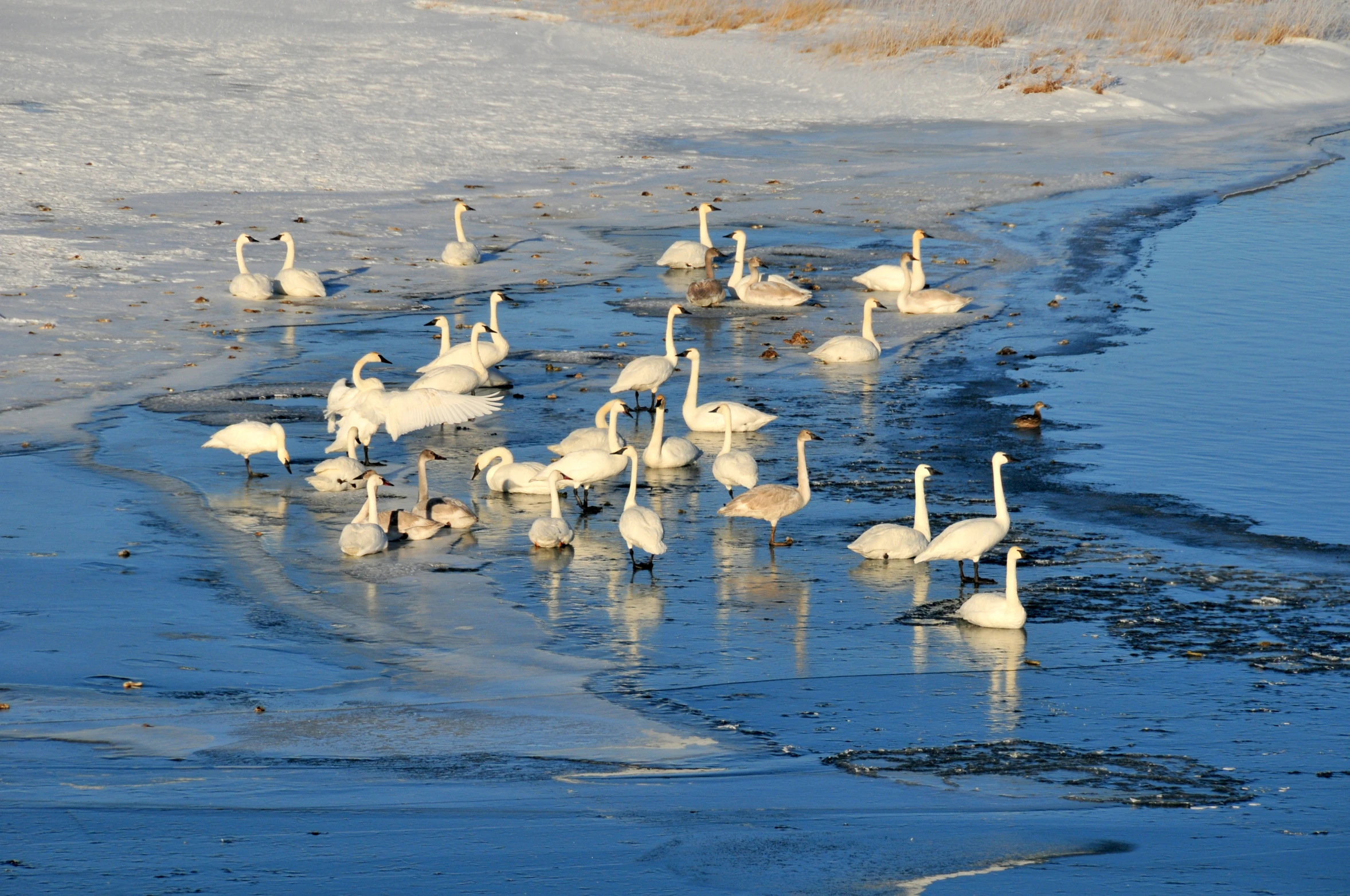 swans and other water birds on an ice covered lake