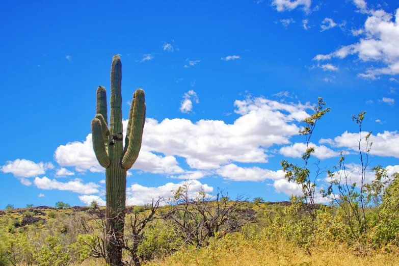 a green cactus is in the foreground against a blue sky