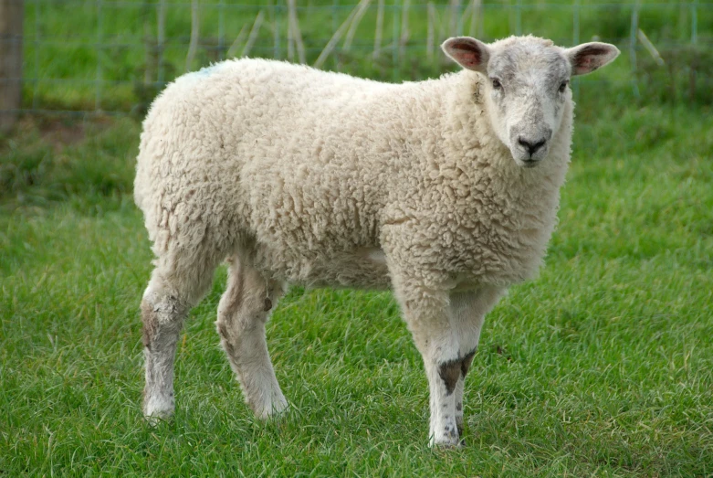 an adult sheep with a young lamb in a fenced off area