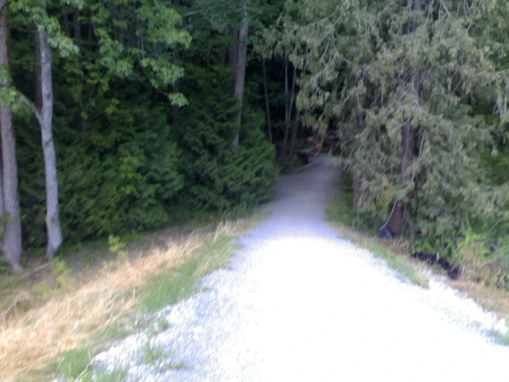 an image of trees near a road that is very shaded