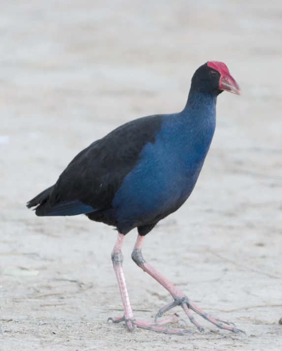 a bird with a red patch on the chest is walking on the sand