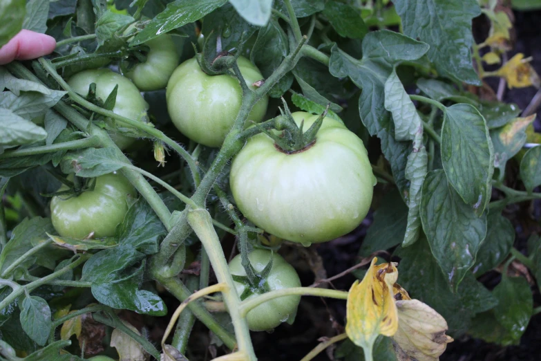 several green tomatoes growing on trees in a garden