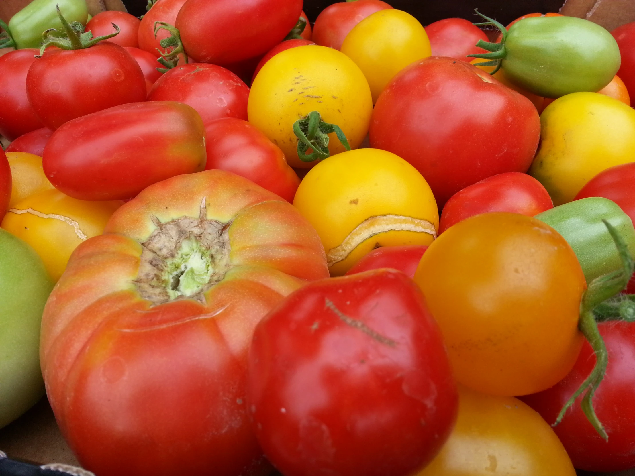 different types of tomato are stacked in the same box