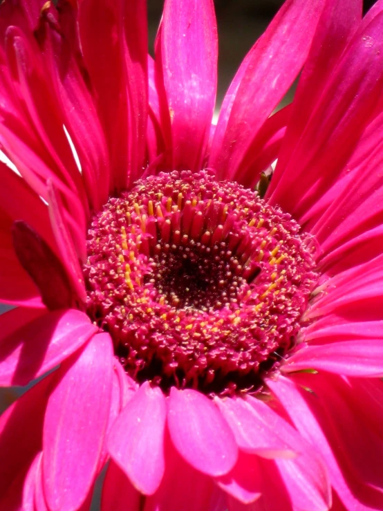 a pink flower that is very big and pink